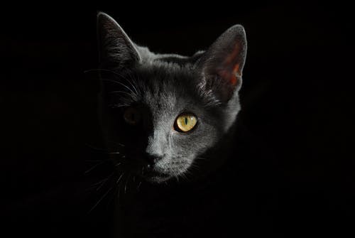 cat-animals-cats-portrait-of-cat